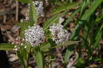 Swamp milkweed